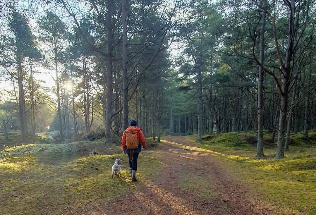 غابة وتينتسموير Tentsmuir Forest