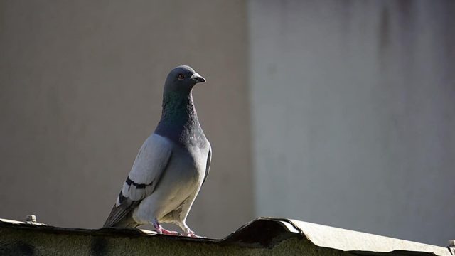 تفسير رؤية الحمام في المنام ودلالاته