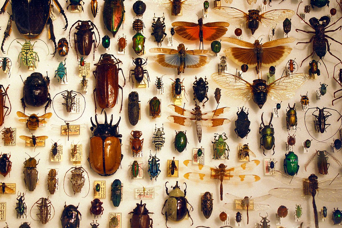 تفسير الحشرات في المنام للعزباء بالتفصيل - موسوعة
