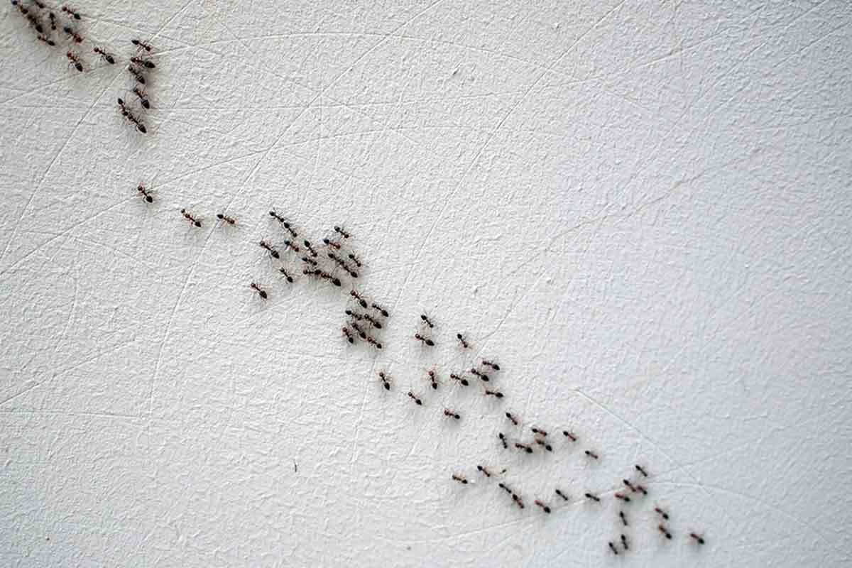 تفسير رؤية النمل في المنام على الفراش لابن سيرين وابن شاهين والنابلسي - موسوعة