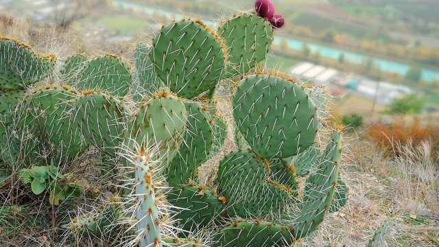 تفسير الصبار في المنام ومعناه لابن سيرين