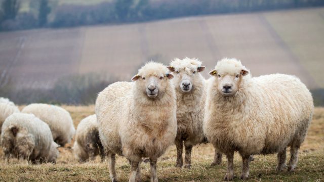 تفسير رؤية الخروف في المنام الكبش في الحلم في مختلف الحالات