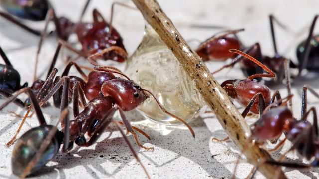 تفسير رؤية النمله في المنام التفسير الشامل الصحيح لحلم النمل