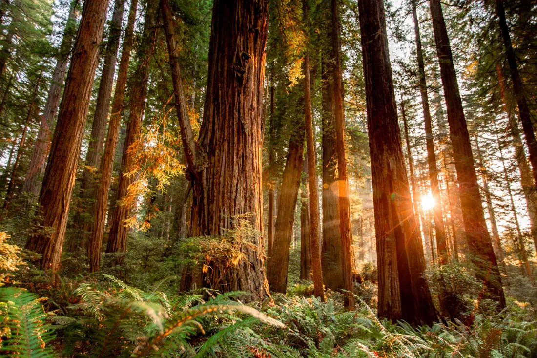 حديقة ريدوود الوطنية Redwood National Park