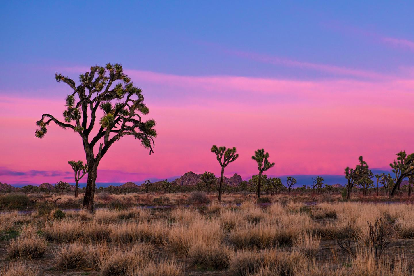 حديقة جوشوا تري الوطنية Joshua Tree National Park