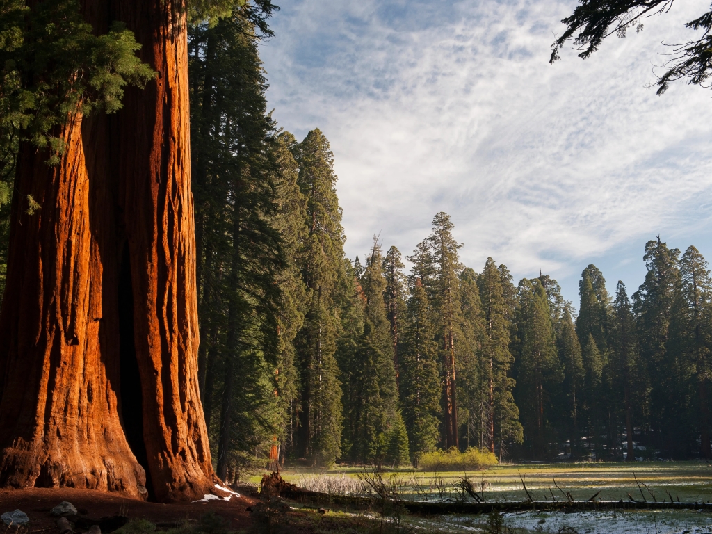 حديقة سيكويا الوطنية Sequoia National Park