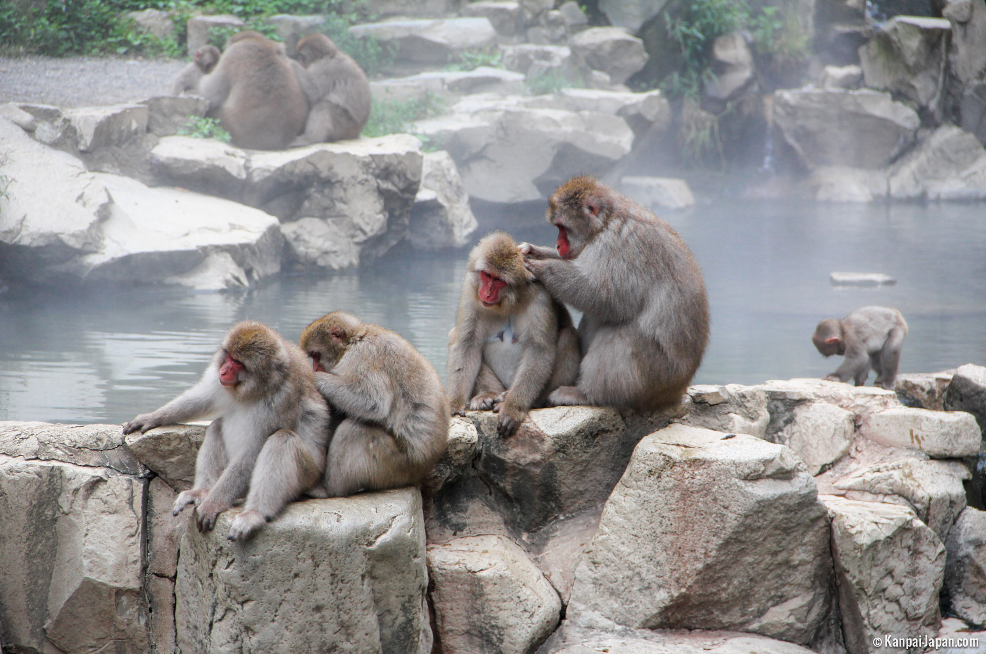 حديقة جيغوكوداني للقردة Jigokudani Monkey Park، اليابان