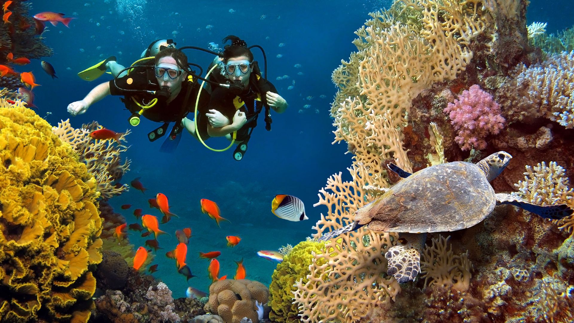 جزر المالديف Maldives Reefs، المالديف