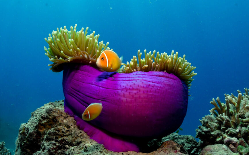 الحيد المرجاني العظيم Great Barrier Reef، أستراليا