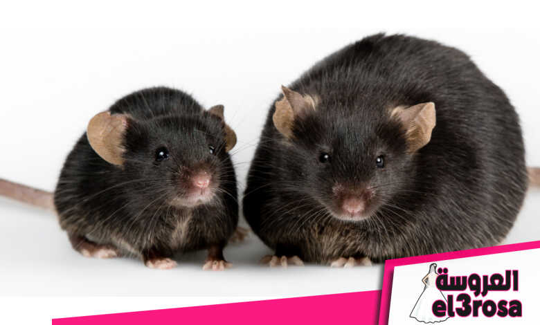 تفسير رؤية الفأر الاسود في المنام لابن سيرين - موسوعة