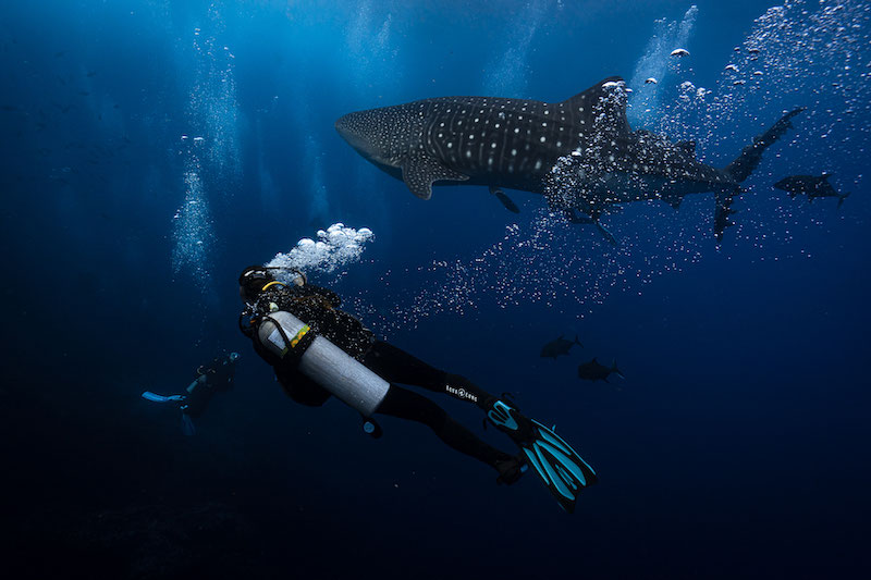 جزيرة كوكوس Cocos Island