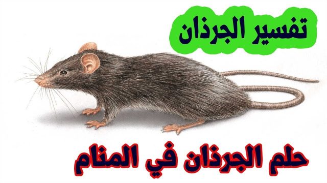 تفسير الجرذ في المنام بمختلف الحالات