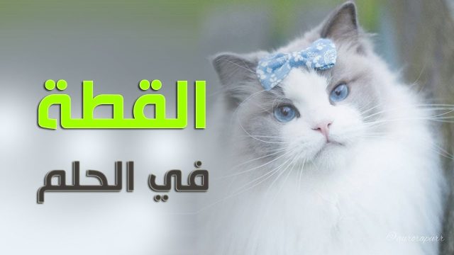 تفسير القط في المنام‎ لابن سيرين