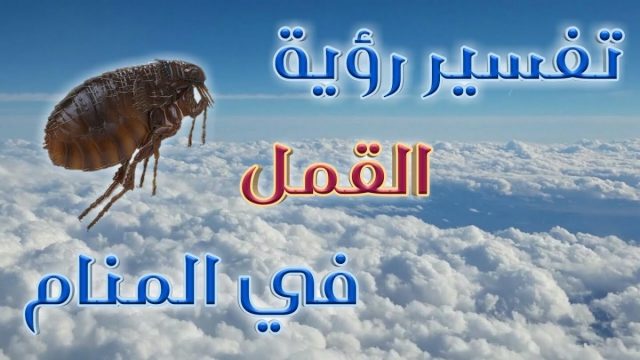 تفسير حلم القمل الأسود في المنام خير أم شر ؟