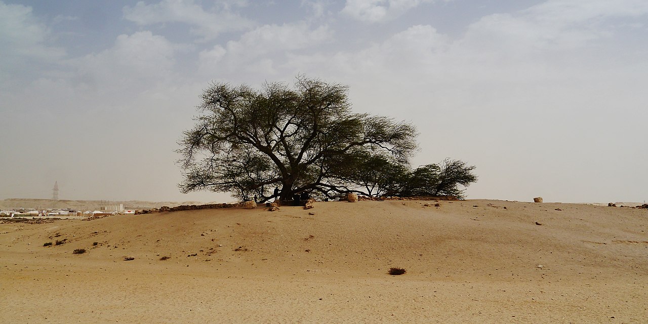 شجرة الحياة في البحرين بواسطة Zairon
