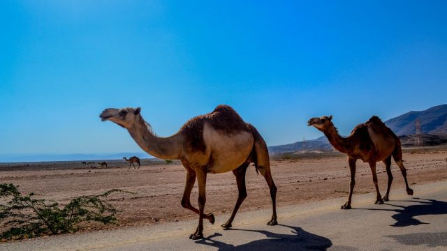 تفسير رؤية الجمل الصغير في المنام