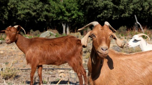 ما تفسير الماعز في المنام