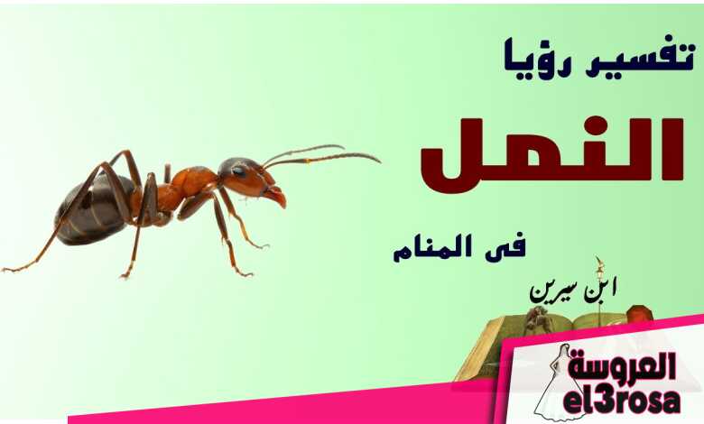 تفسير النمل الاسود في المنام لمختلف الحالات - موسوعة