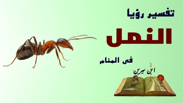 تفسير النمل الاسود في المنام لمختلف الحالات