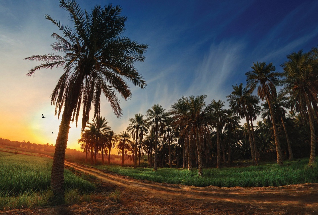 وتجارب لا حصر لها في واحة الأحساء الغناء