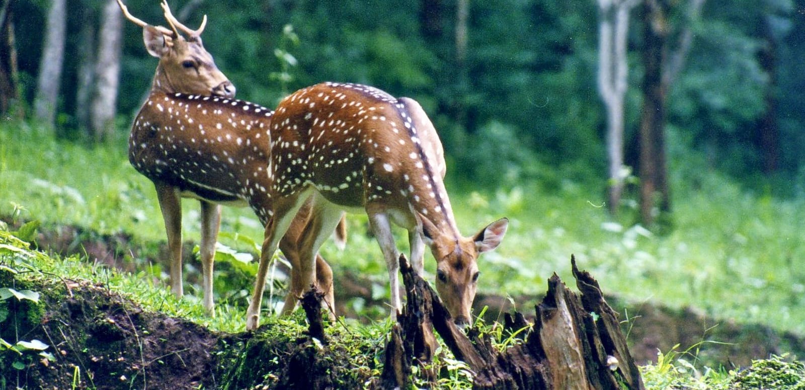 Manali Wildlife Sanctuary