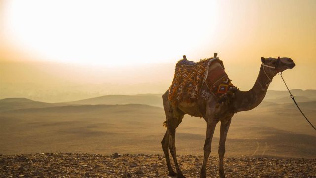 تفسير رؤية الجمل في المنام للعزباء