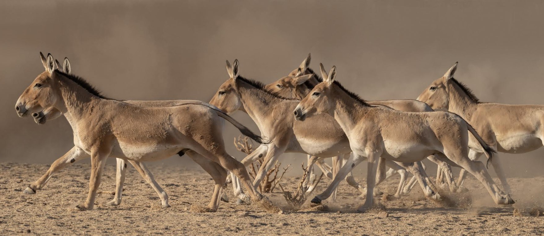 محمية الأمير محمد بن سلمان الملكية تُعيد الحمار البري إلى المملكة بعد غياب استمر لأكثر من 100 عام